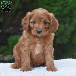 Major, Cavapoo Puppy